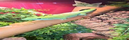 Gecko reptiles for sale: Male Madagascan giant day gecko in Liverpool - Advert 5