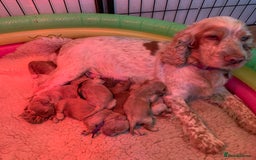 Cockapoo dogs for sale: F1 Cockapoo puppies  - Image 5