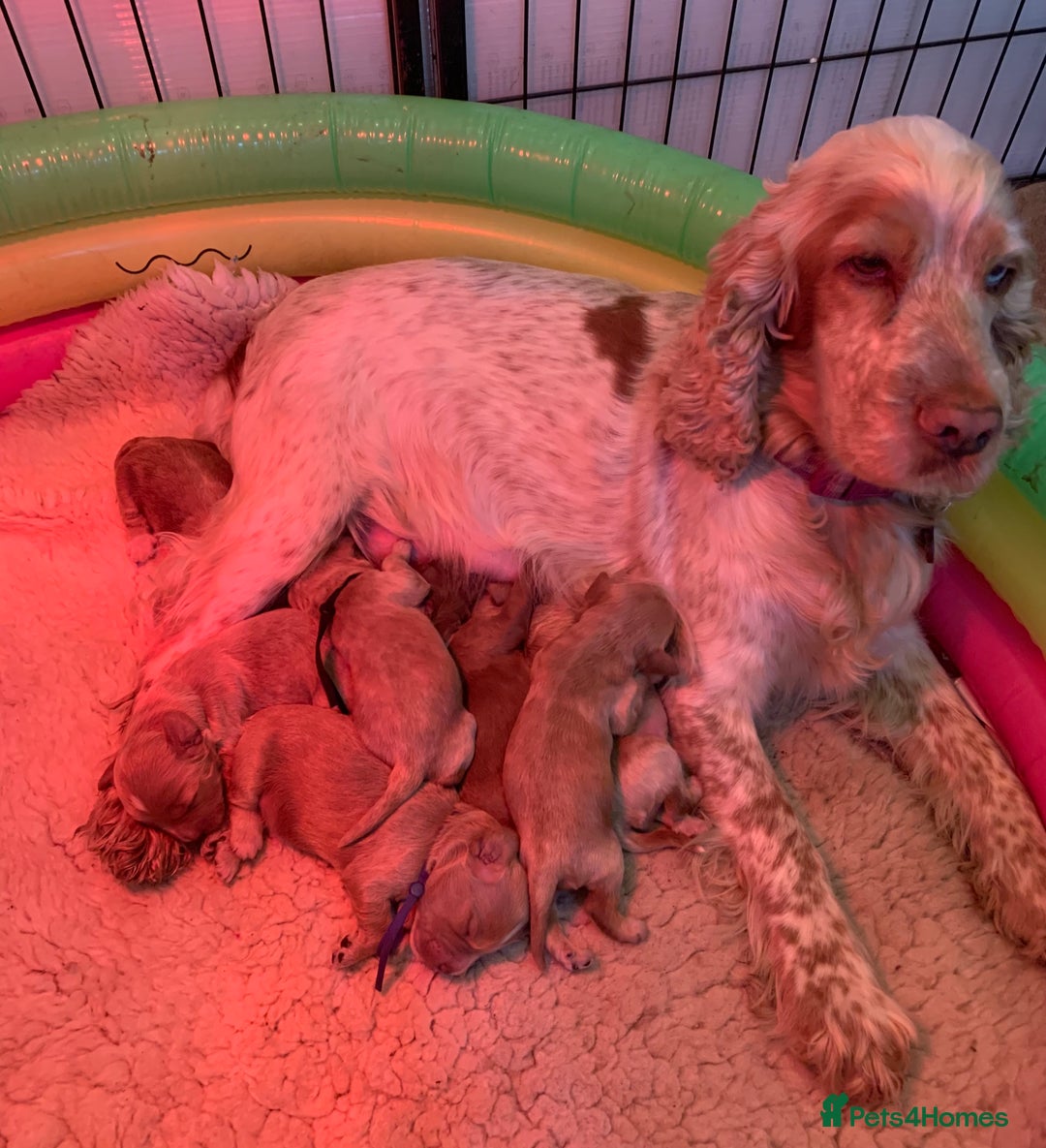 Cockapoo dogs for sale: F1 Cockapoo puppies  - Image 5