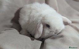 Mini Lop rabbits for sale: Mini lop   - Image 2