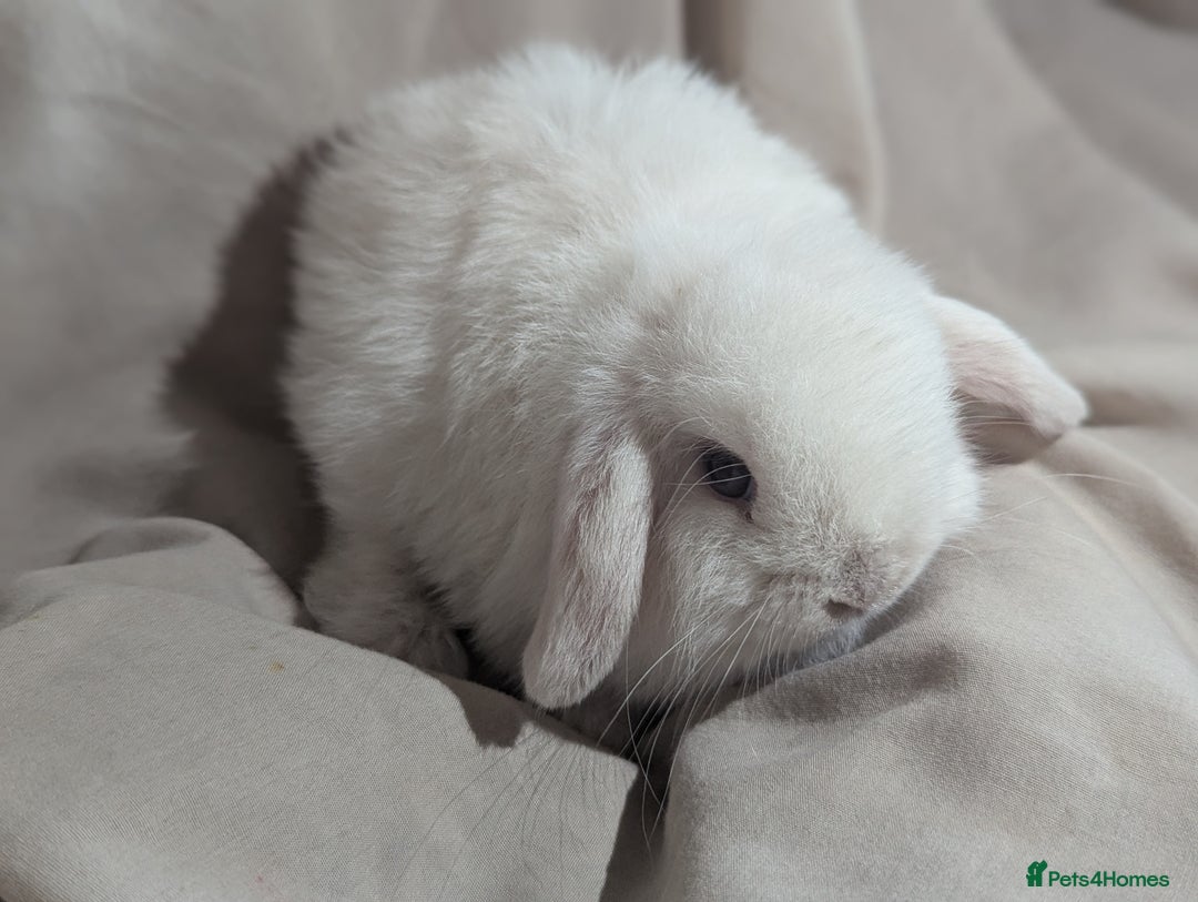 Mini Lop rabbits for sale: Mini lop   - Image 2