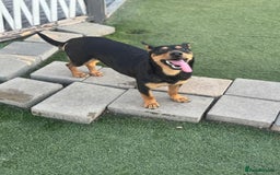 Mixed Breed dogs for adoption: Pretty Rosie is looking for love - Image 12
