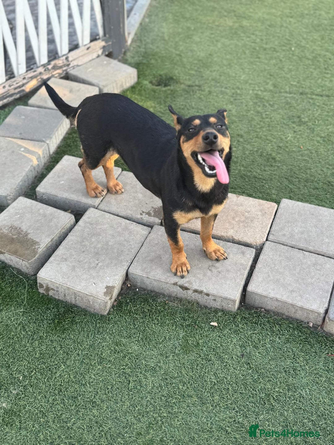 Mixed Breed dogs for adoption: Pretty Rosie is looking for love - Image 12