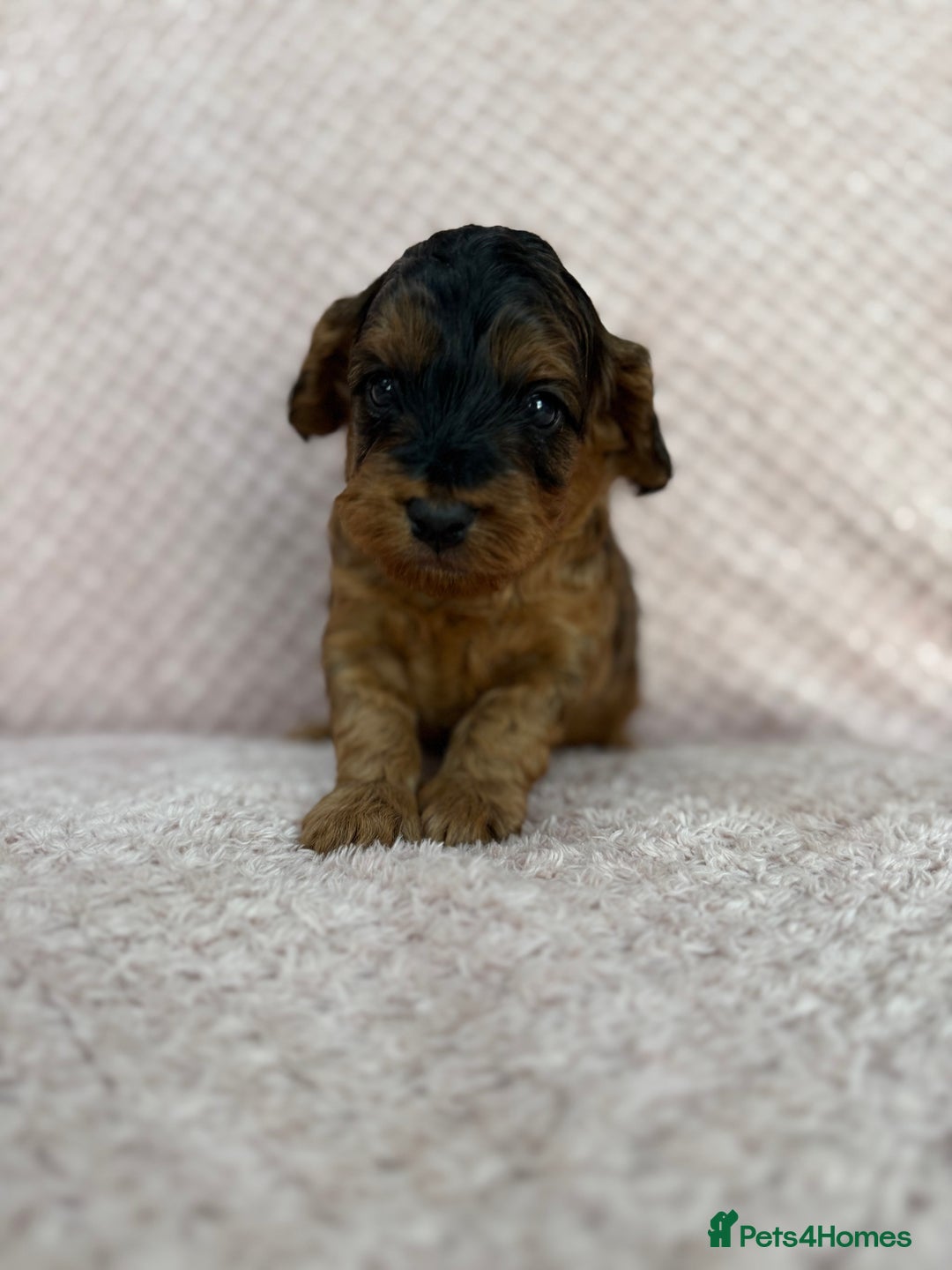 Cockapoo dogs for sale: Beautiful Cockapoos puppies - fully health tested  - Advert 4