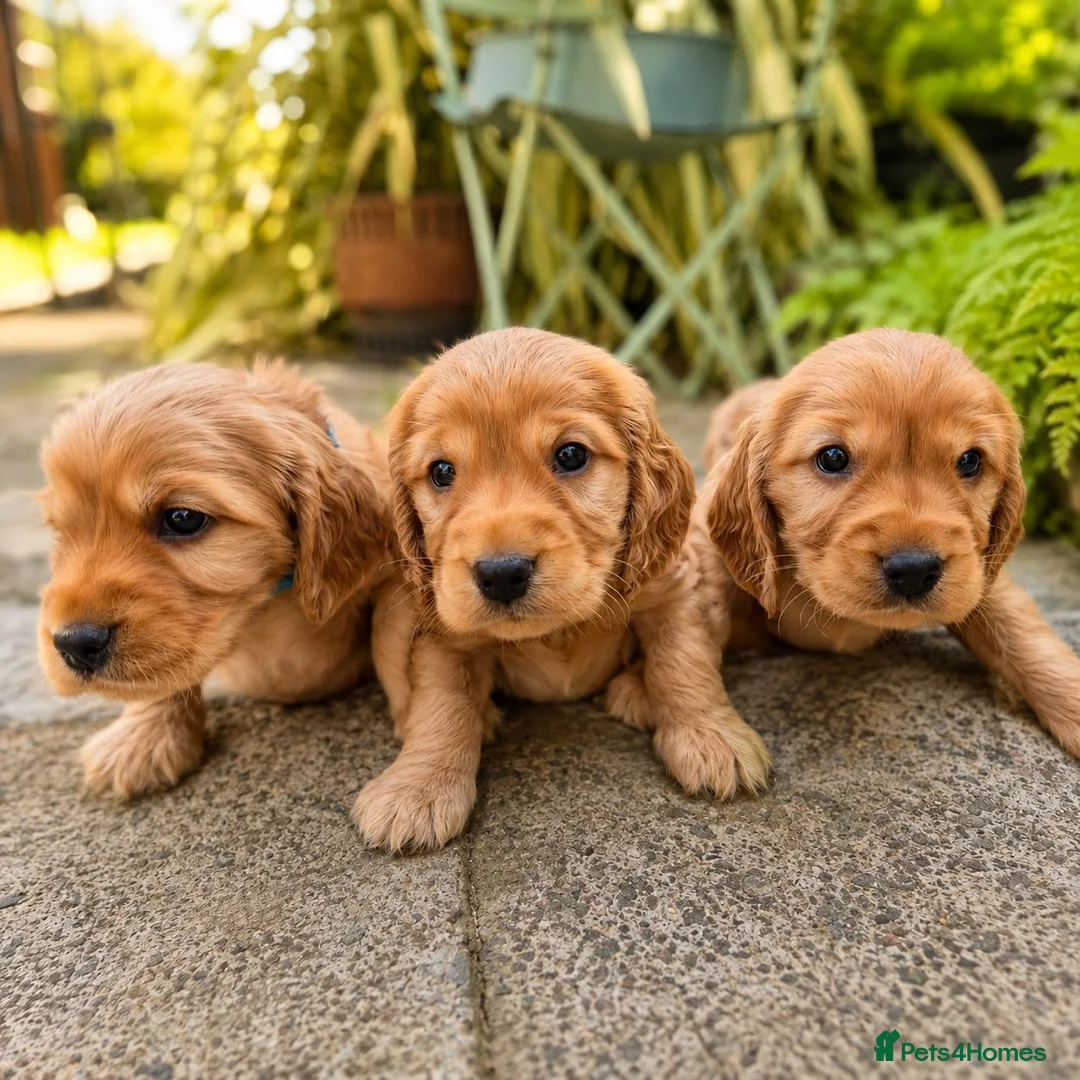 Cocker Spaniel dogs for sale: Cocker spaniel puppies  - Advert 10