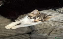 Mixed Breed cats for sale: 5 beautiful kittens  - Image 2