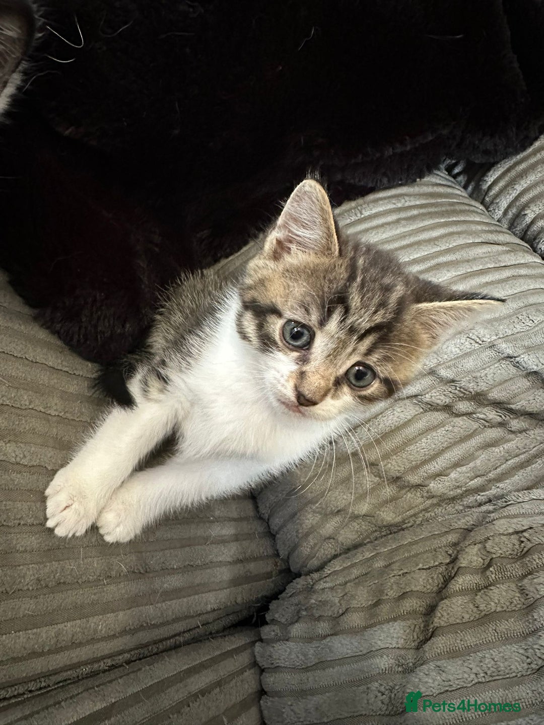 Mixed Breed cats for sale: 5 beautiful kittens  - Image 2