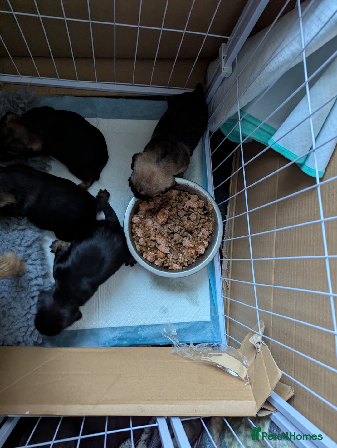 Border Terrier dogs for sale: KC Reg Border Terrier pups - Advert 8