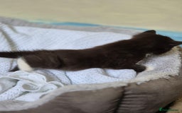 Mixed Breed cats for sale: 1 female kitten out litter of 3  - Image 6