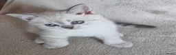 Scottish Fold cats for sale: Scottish Fold &Scottish Straight - Advert 28