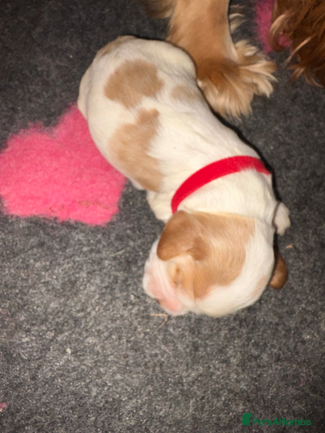 Cocker Spaniel dogs for sale: Cocker Spaniel Puppies - Advert 18