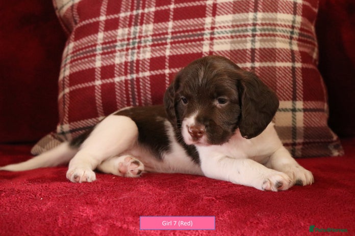 English Springer Spaniel dogs - Advert 3