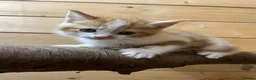 Persian cats for sale: Perfect Persian X Kittens - Advert 9