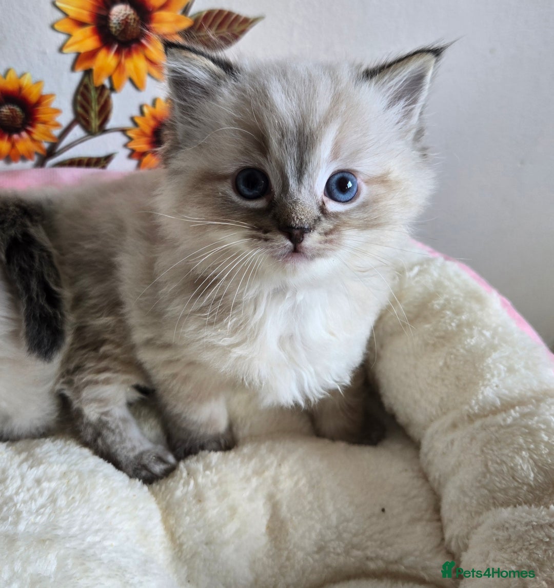 Ragdoll cats for sale: Registered male Ragdoll kittens  - Image 27