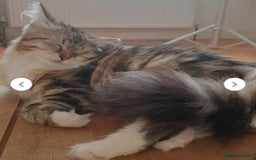 Siberian cats for sale: Siberian kittens are looking for a forever home🌹 - Image 16