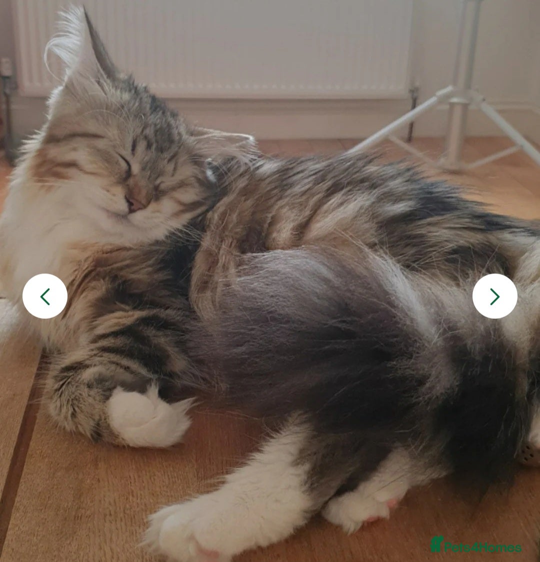 Siberian cats for sale: Siberian kittens are looking for a forever home🌹 - Image 16