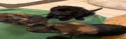 German Shepherd dogs for sale: For sale German Shepherd puppies - Advert 11