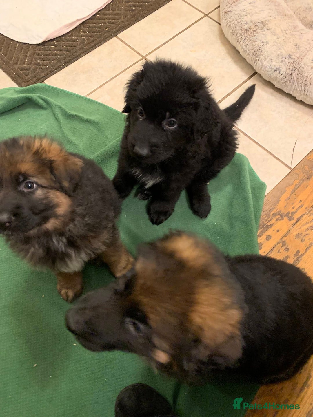 German Shepherd dogs for sale: For sale German Shepherd puppies - Advert 11