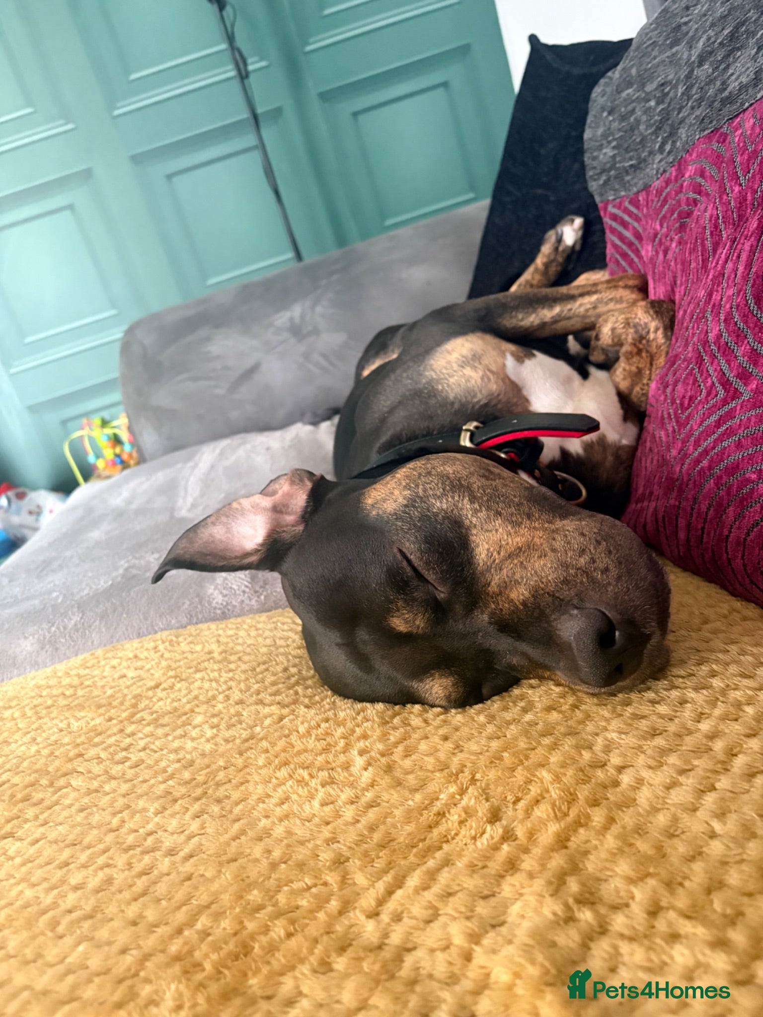 Mixed Breed dogs Boss  - Advert 1