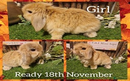Mini Lop rabbits for sale: Mini lop kits available to reserve  - Advert 5