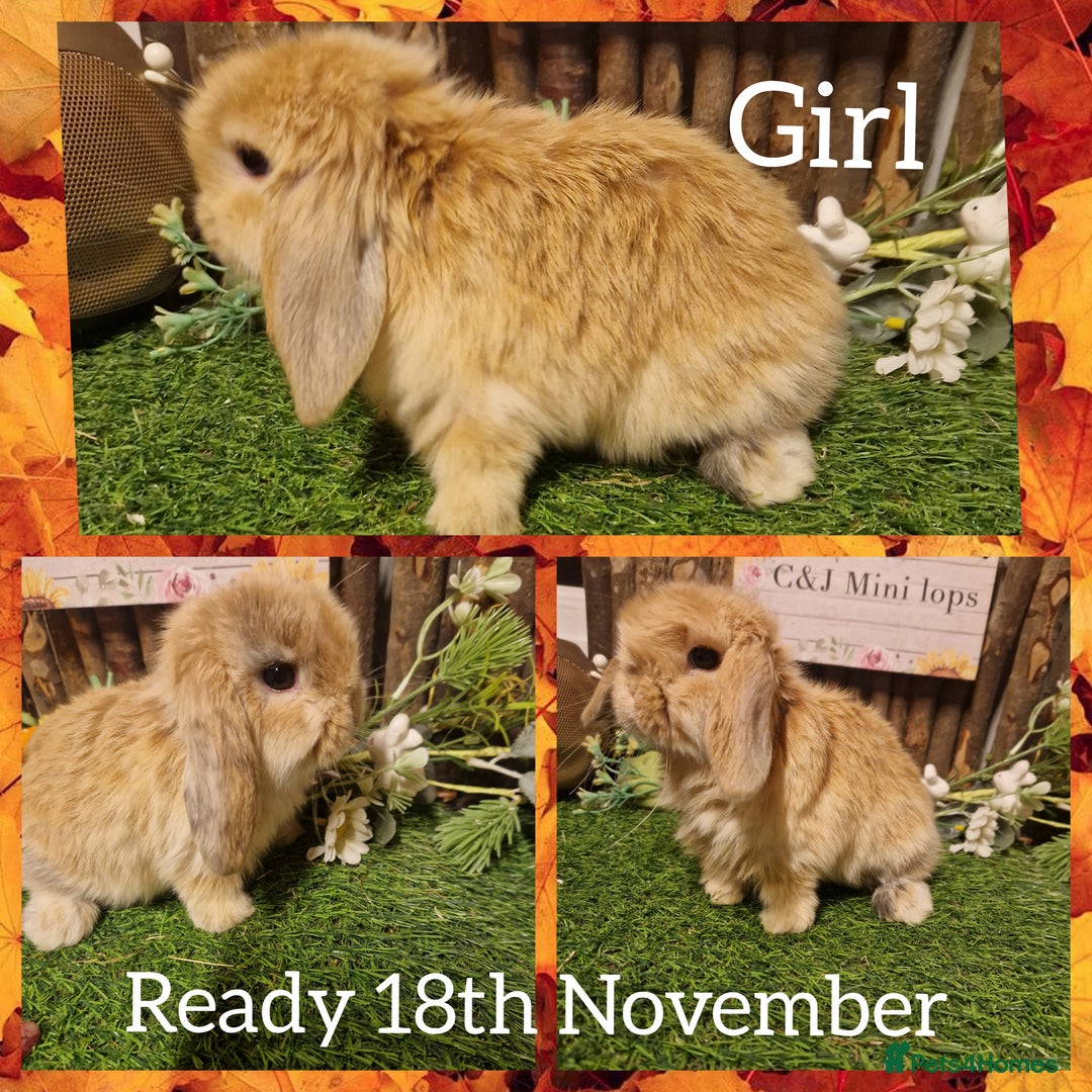 Mini Lop rabbits for sale: Mini lop kits available to reserve  - Advert 5