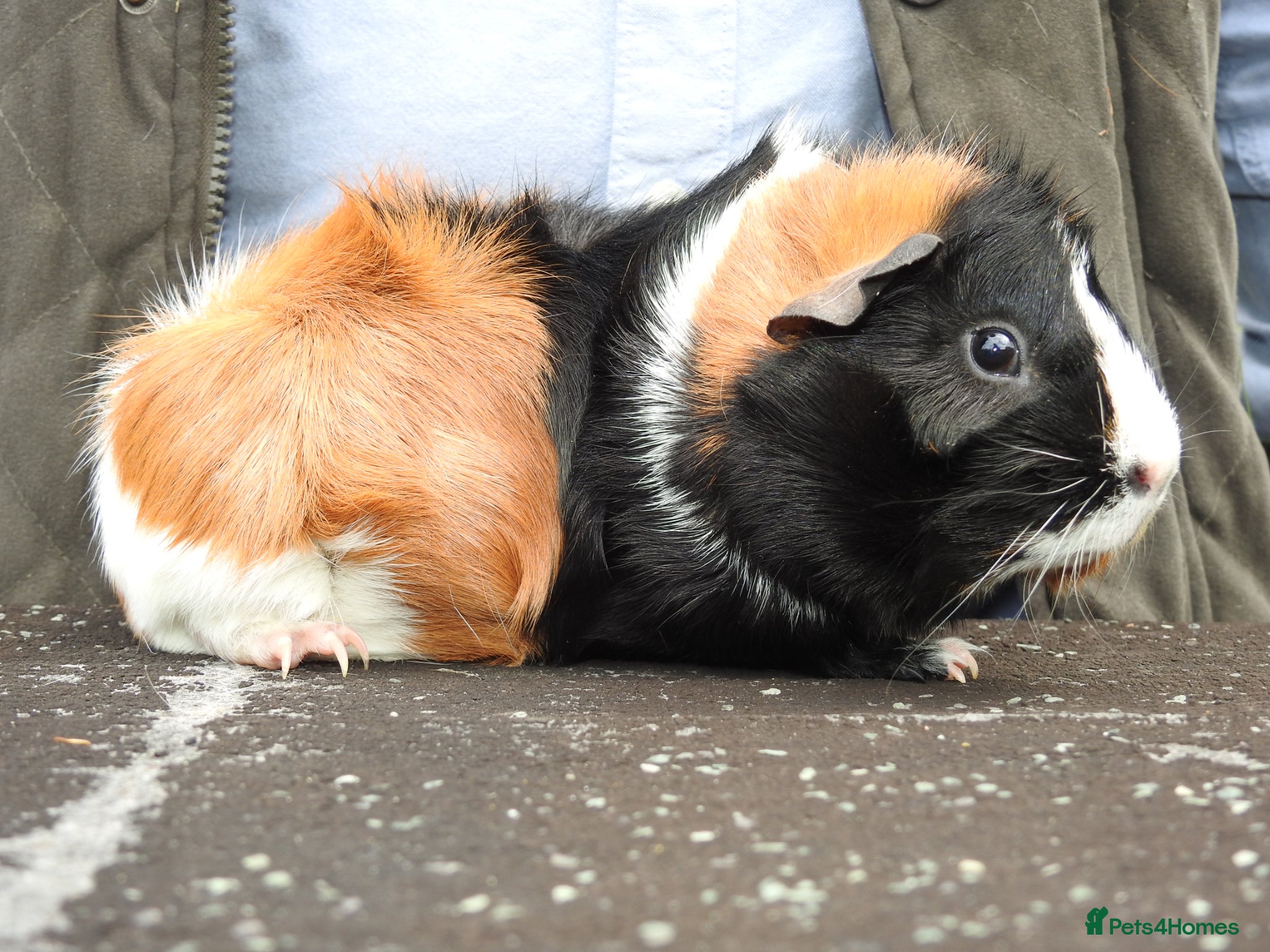 Guinea Pig rodents Pretty Female Guinea pigs for sale - Advert 1