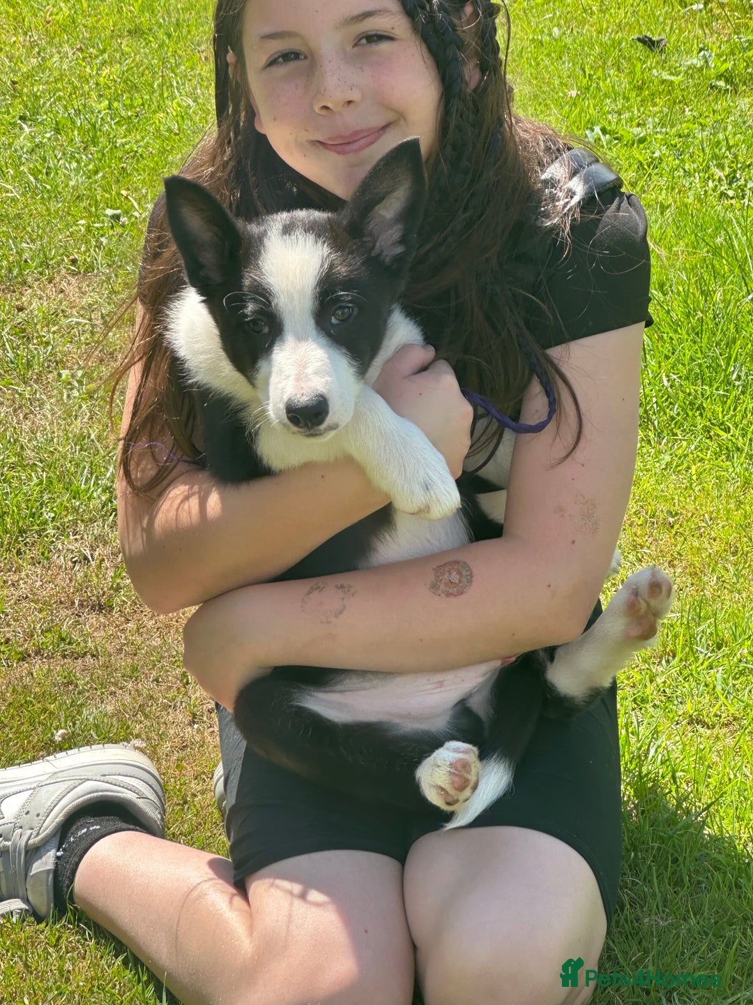 Border Collie dogs for sale: BORDER COLLIE PUPS 1 BOY LEF - Image 4