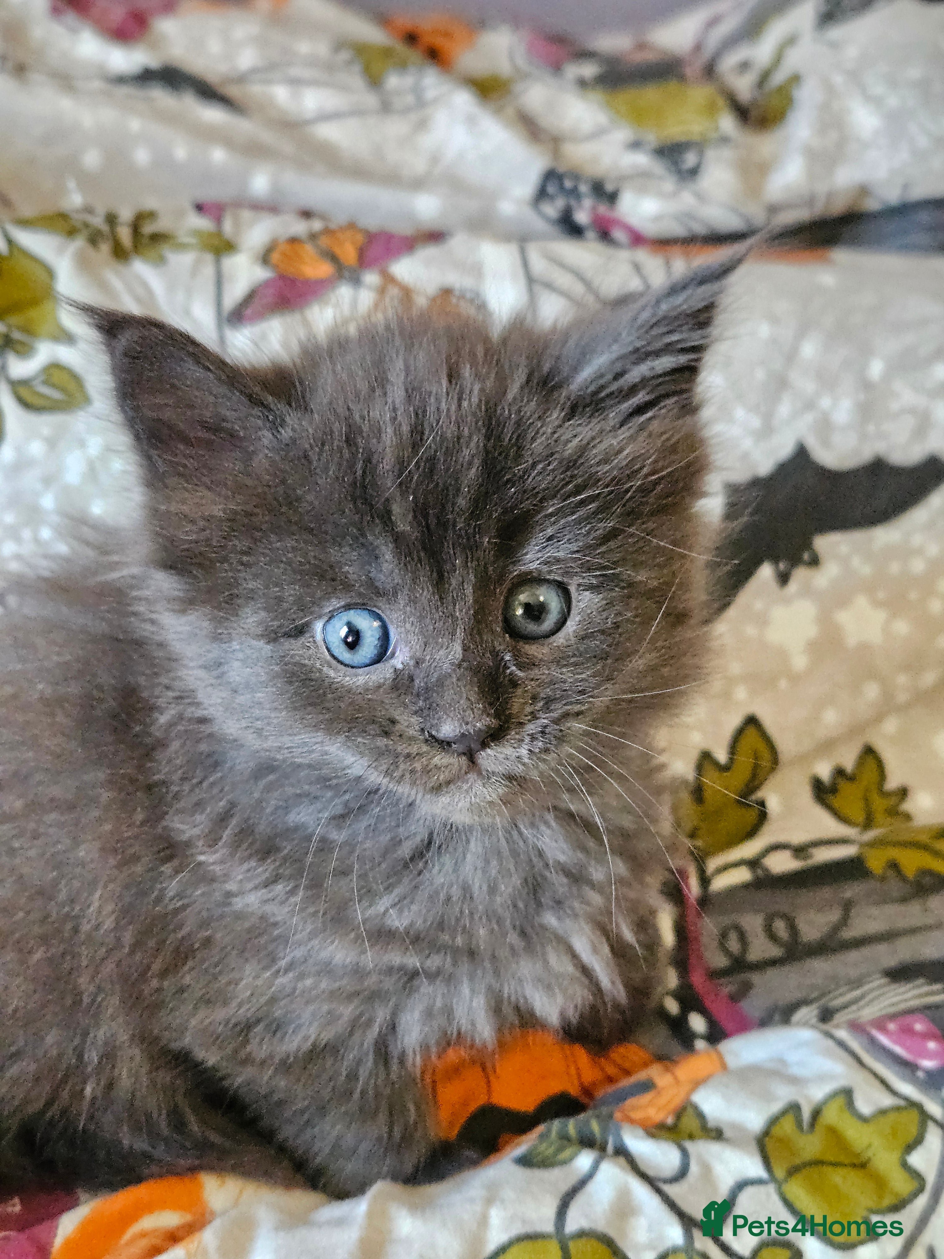 Maine Coon cats GCCF registered Blue  Maine coon litter  - Advert 3