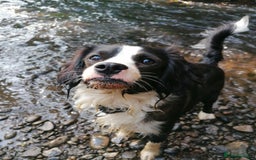 Cavapoo dogs for sale: 2 year old male cavapoo  - Image 5