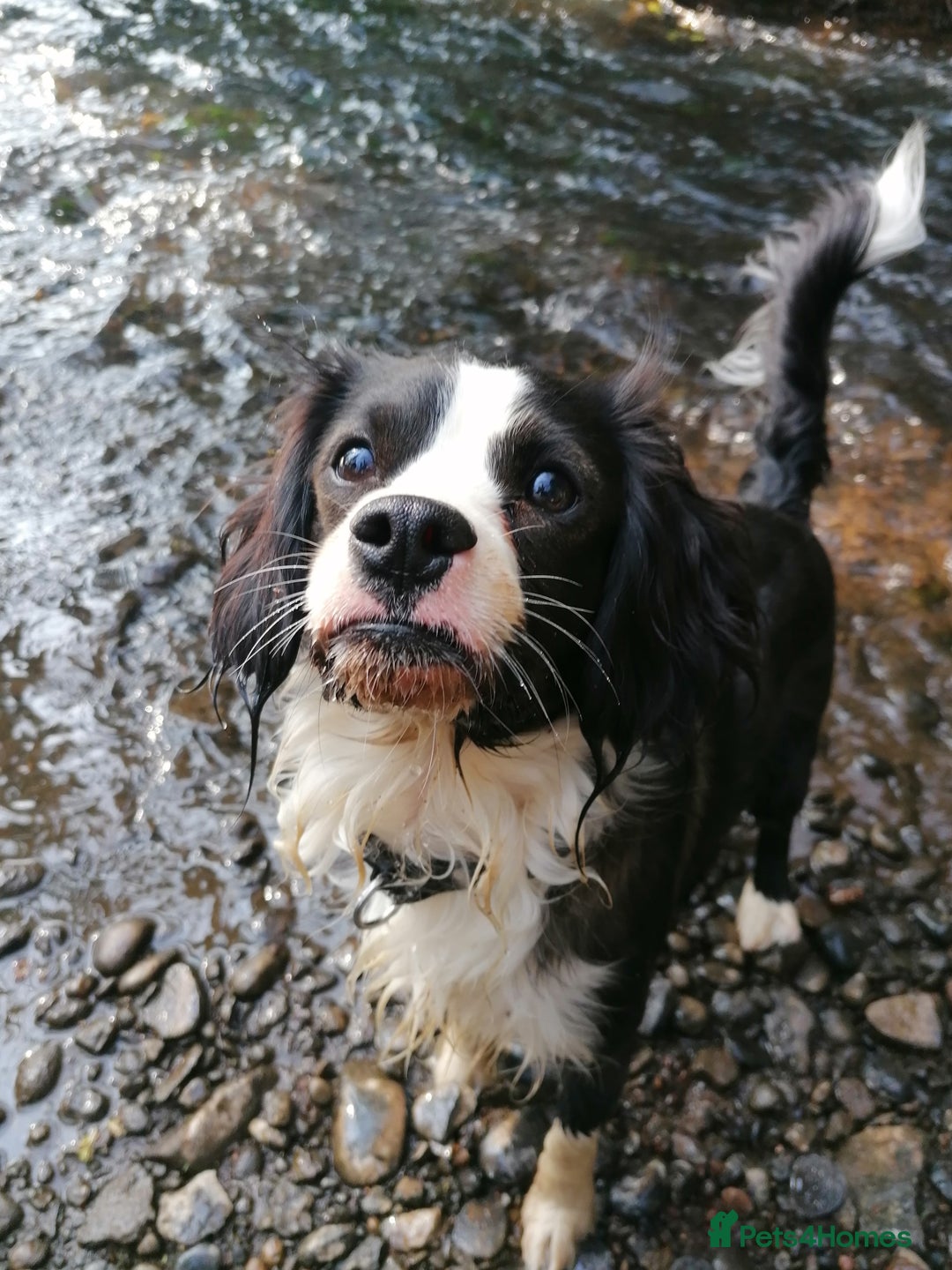 Cavapoo dogs for sale: 2 year old male cavapoo  - Image 5