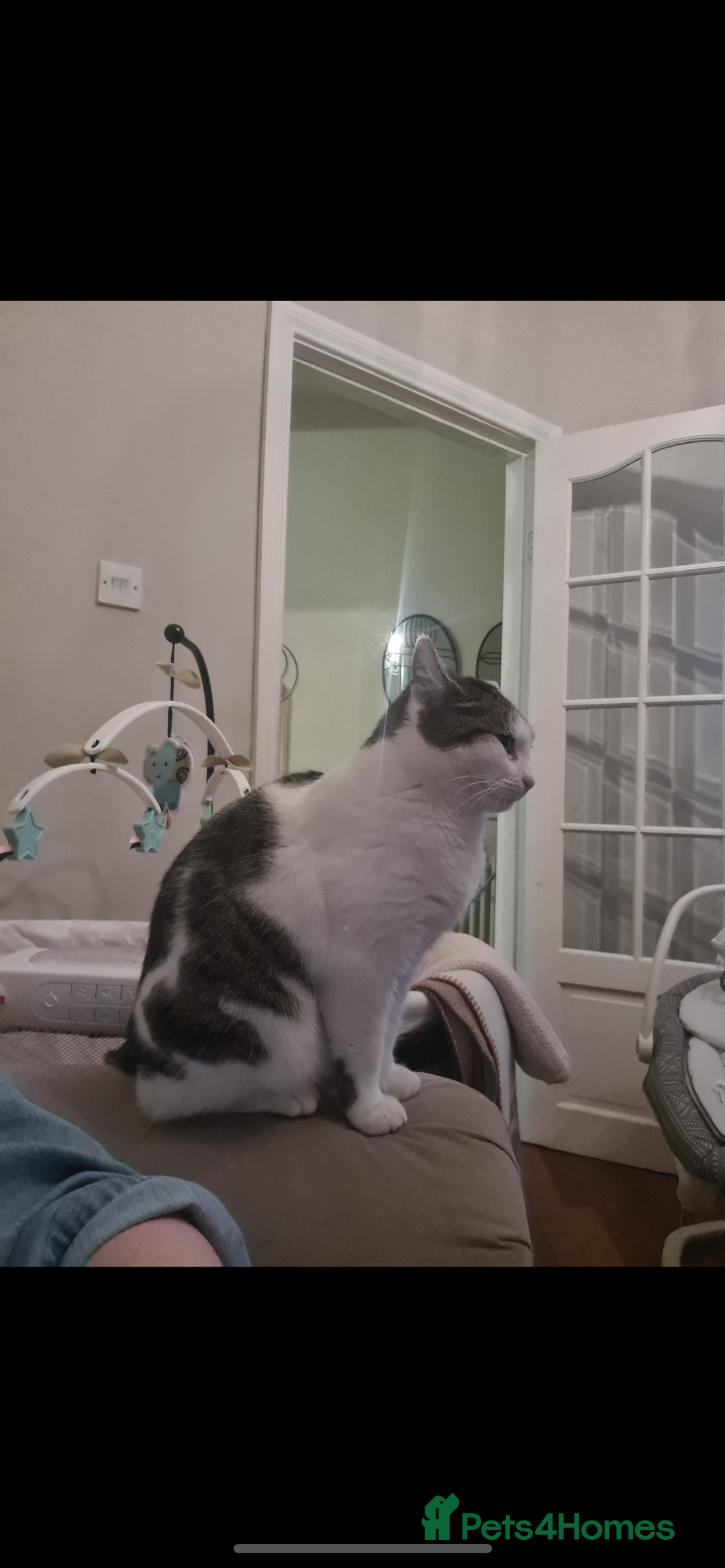 Mixed Breed cats for sale: Female cat  - Advert 5