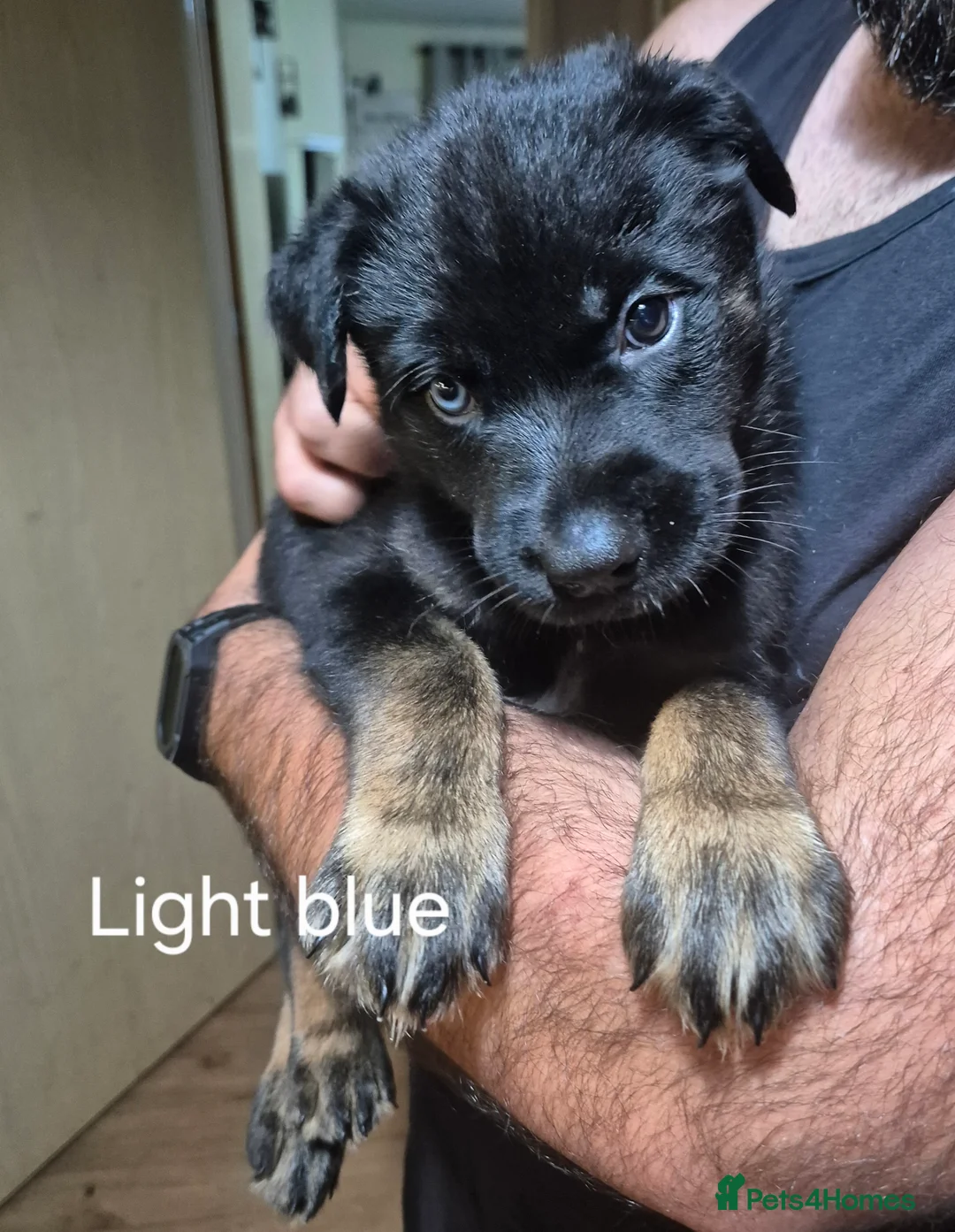 Mixed Breed dogs for sale: READY NOW! Stunning litter of puppies!! - Advert 36