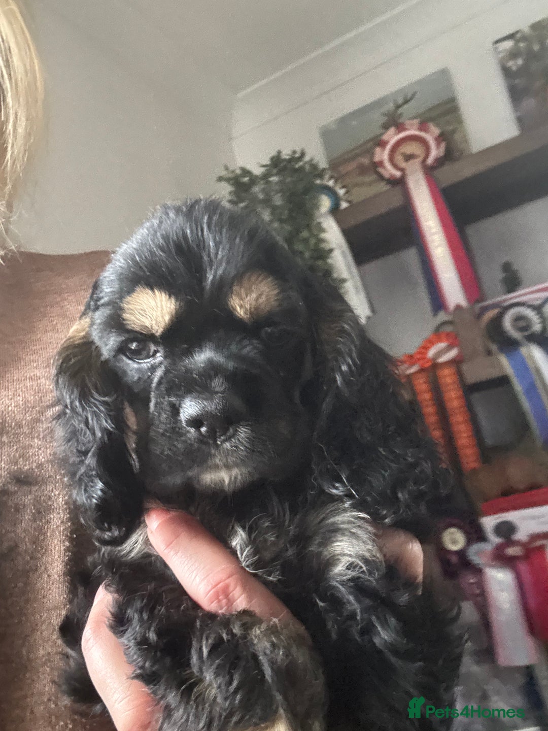 American Cocker Spaniel dogs for sale: KC reg American puppies - Advert 10