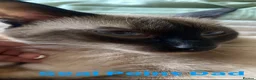 Siamese cats for sale: 3x Beautiful Pedigree Siamese Female Kittens - Advert 11