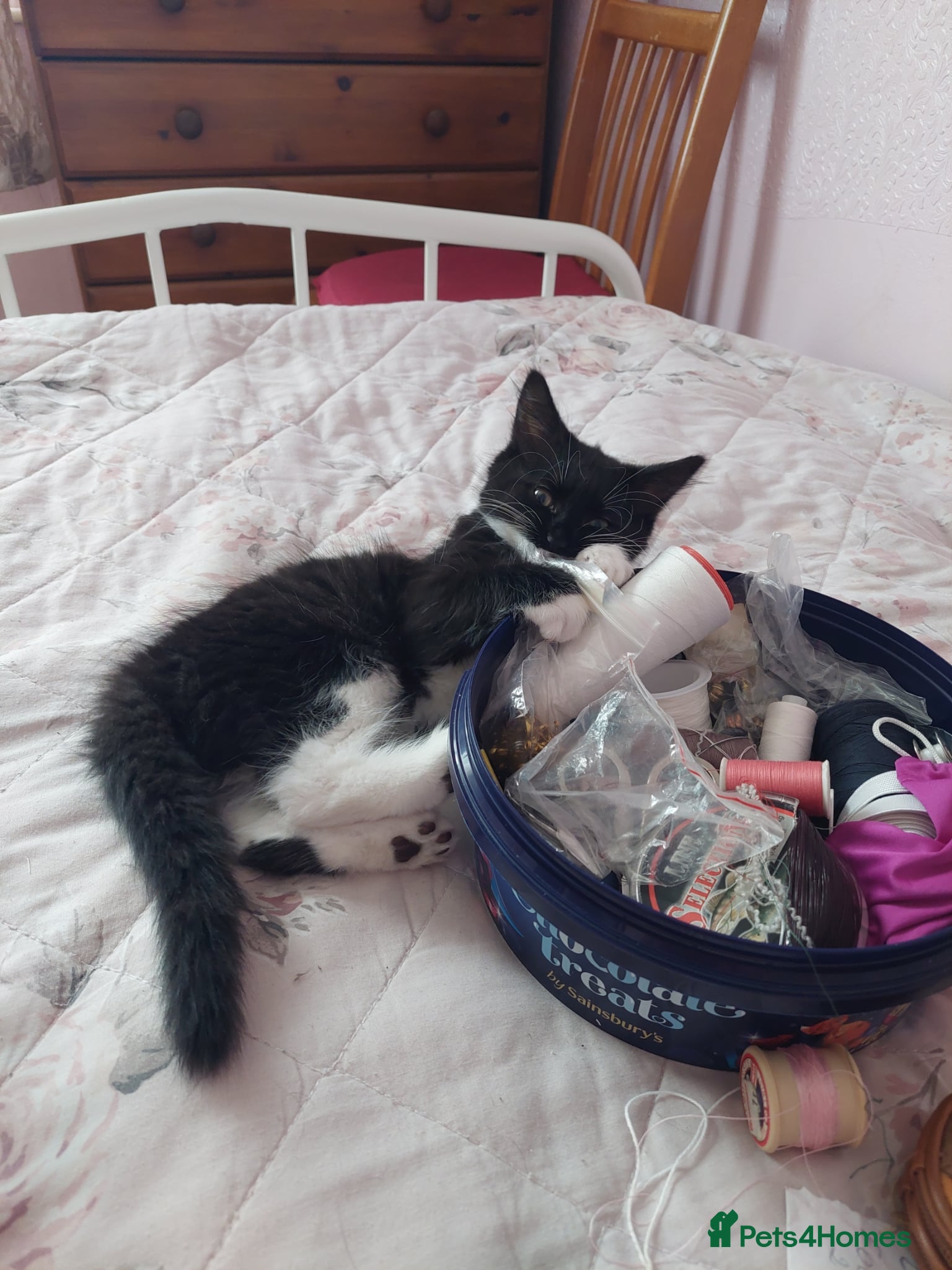 Mixed Breed cats Female kitten  - Advert 1