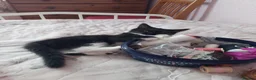 Mixed Breed cats for sale: Female kitten  - Advert 1