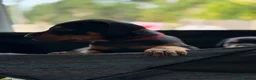 Dobermann dogs for sale: European Doberman puppies! - Advert 13