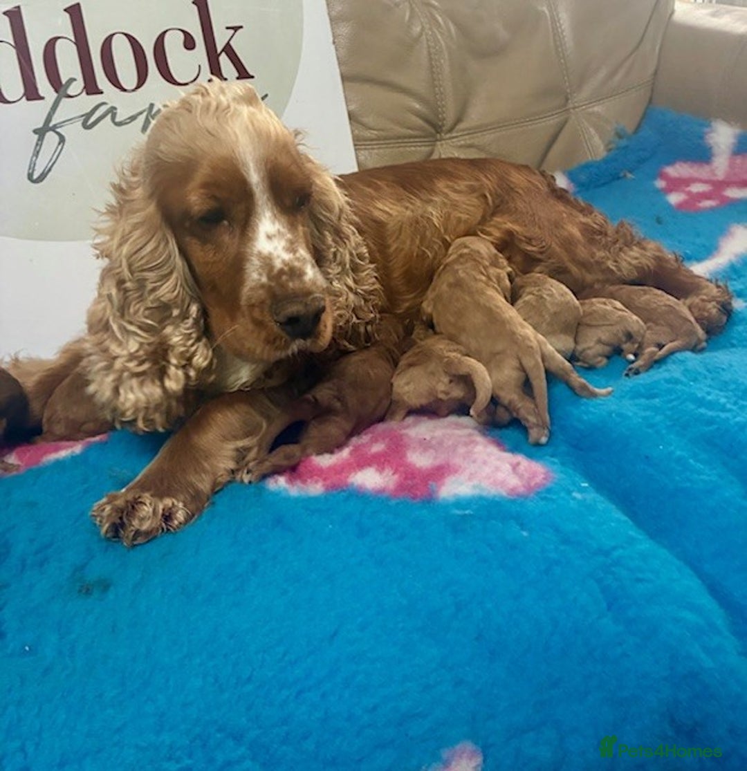 Cockapoo dogs for sale: 🌟 Beautiful F1 Cockapoo puppies 🌟 - Advert 2