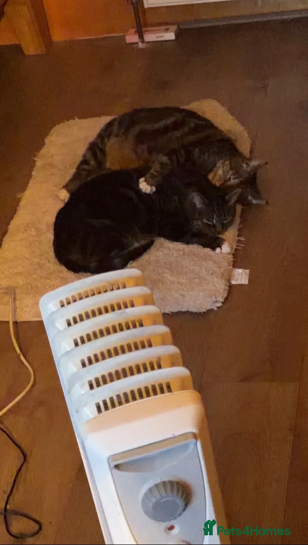 Mixed Breed cats for sale: Lovely cat for new home - Advert 2