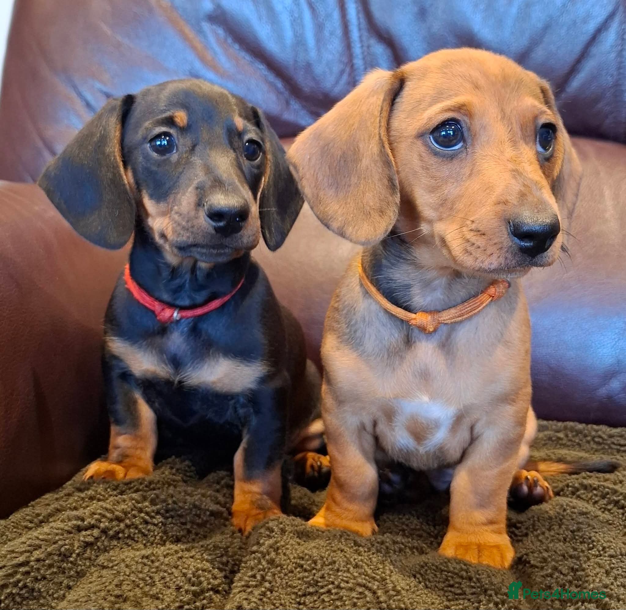 Miniature Dachshund dogs Miniature Dachshund pups  - Advert 1