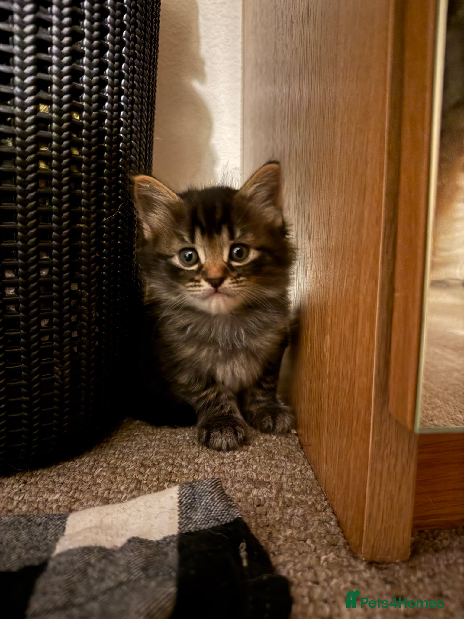 Mixed Breed cats !1 BOY LEFT! 6 extremely fluffy kittens  - Advert 20