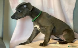 Whippet dogs for sale: Blue whippet puppies for sale - Image 10