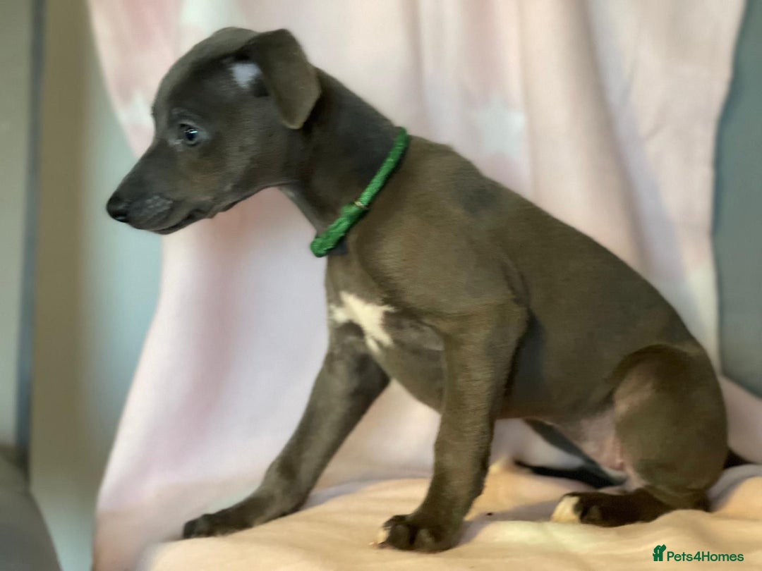 Whippet dogs for sale: Blue whippet puppies for sale - Image 10