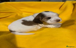 Cocker Spaniel dogs for sale: Exceptional KC registered Show Cocker Spaniels  - Image 26