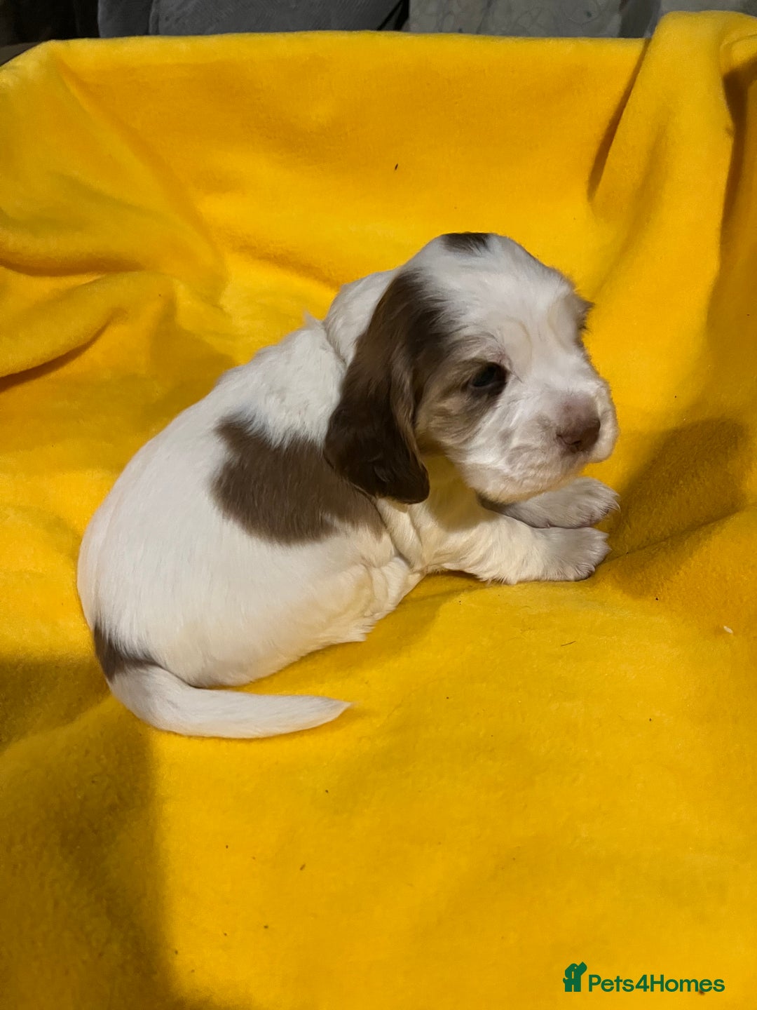 Cocker Spaniel dogs for sale: Exceptional KC registered Show Cocker Spaniels  - Image 26