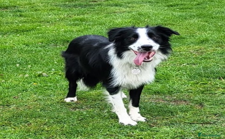 Border Collie dogs - Advert 10