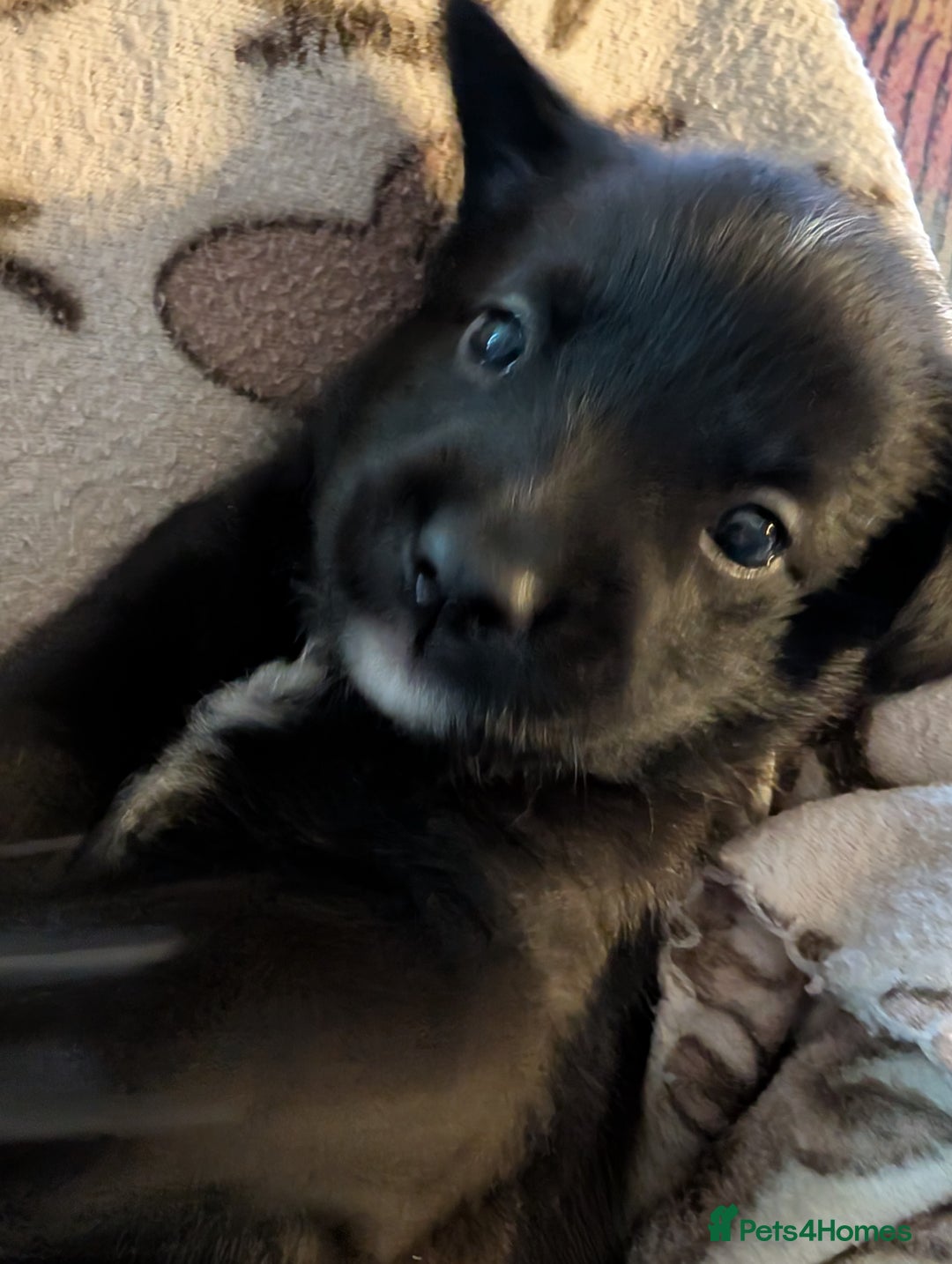 Pomapoo dogs for sale: Pomanauzepoo - Advert 6