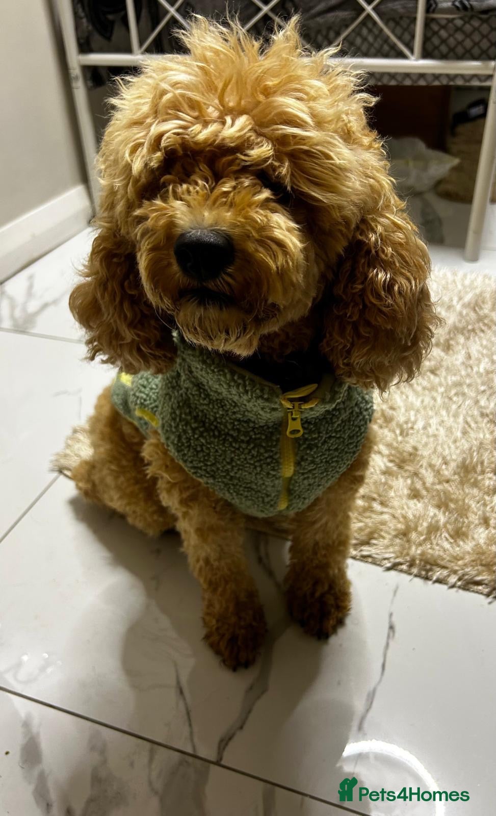 Cavapoo dogs Cavapoo puppys - Advert 2
