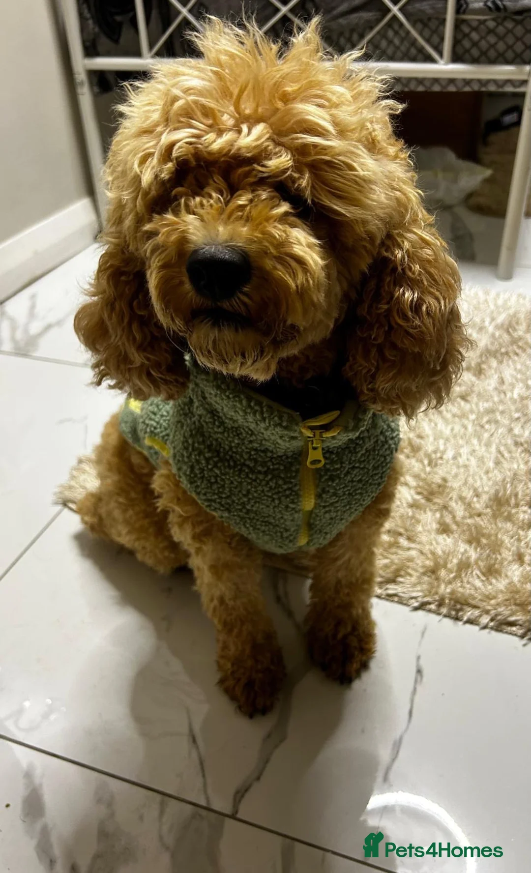 Cavapoo dogs for sale: Cavapoo puppys - Advert 1