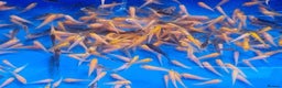 Koi Carp fish for sale: Mixed Koi Carp Fry (1 to 1.5 inch) pond baby fish - Advert 6